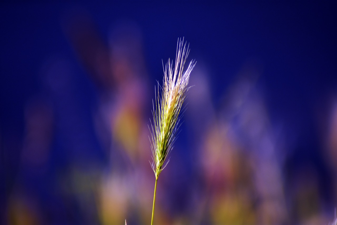 plant  alone  garden free photo