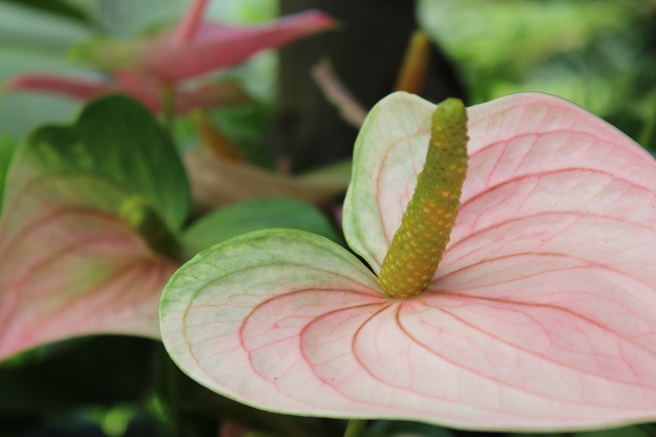 plant  tropical  green free photo