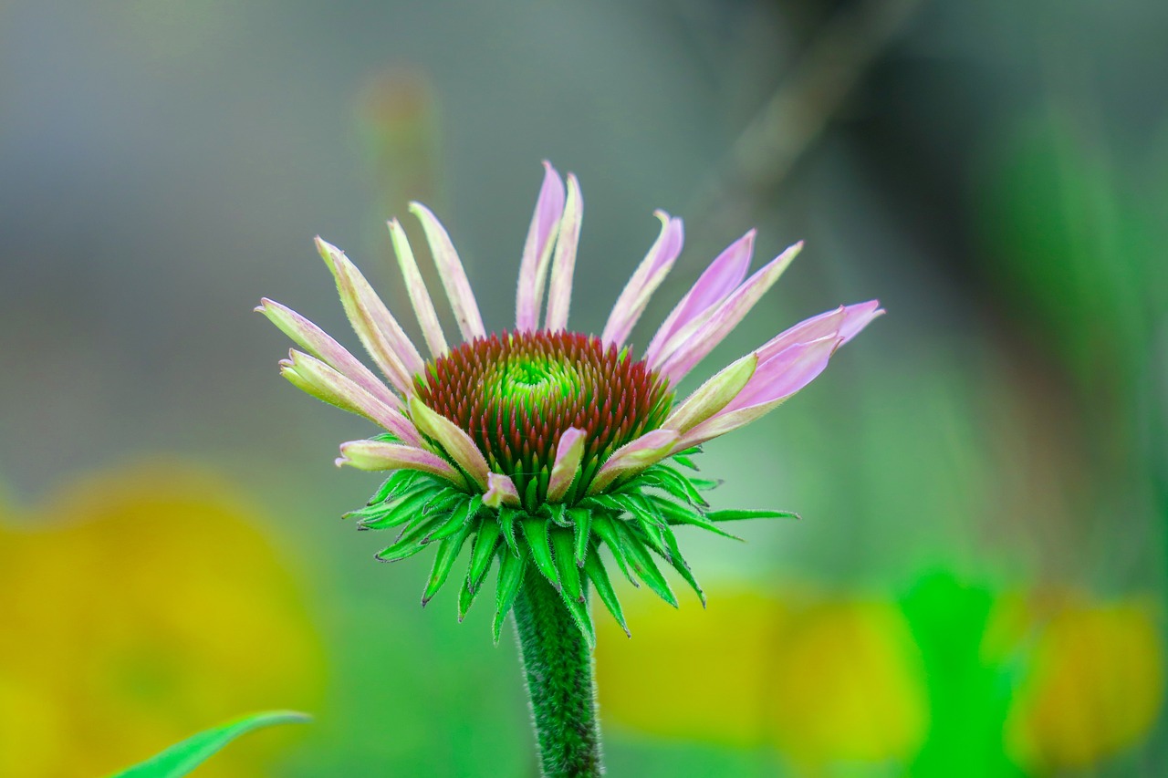 plant  nature  chrysanthemum free photo