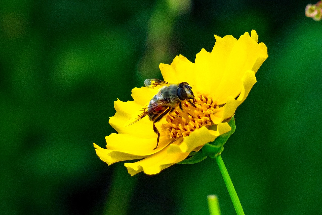 plant  nature  chrysanthemum free photo