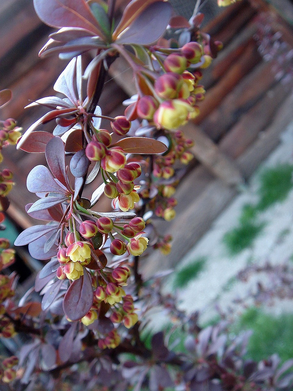 plant garden detail free photo