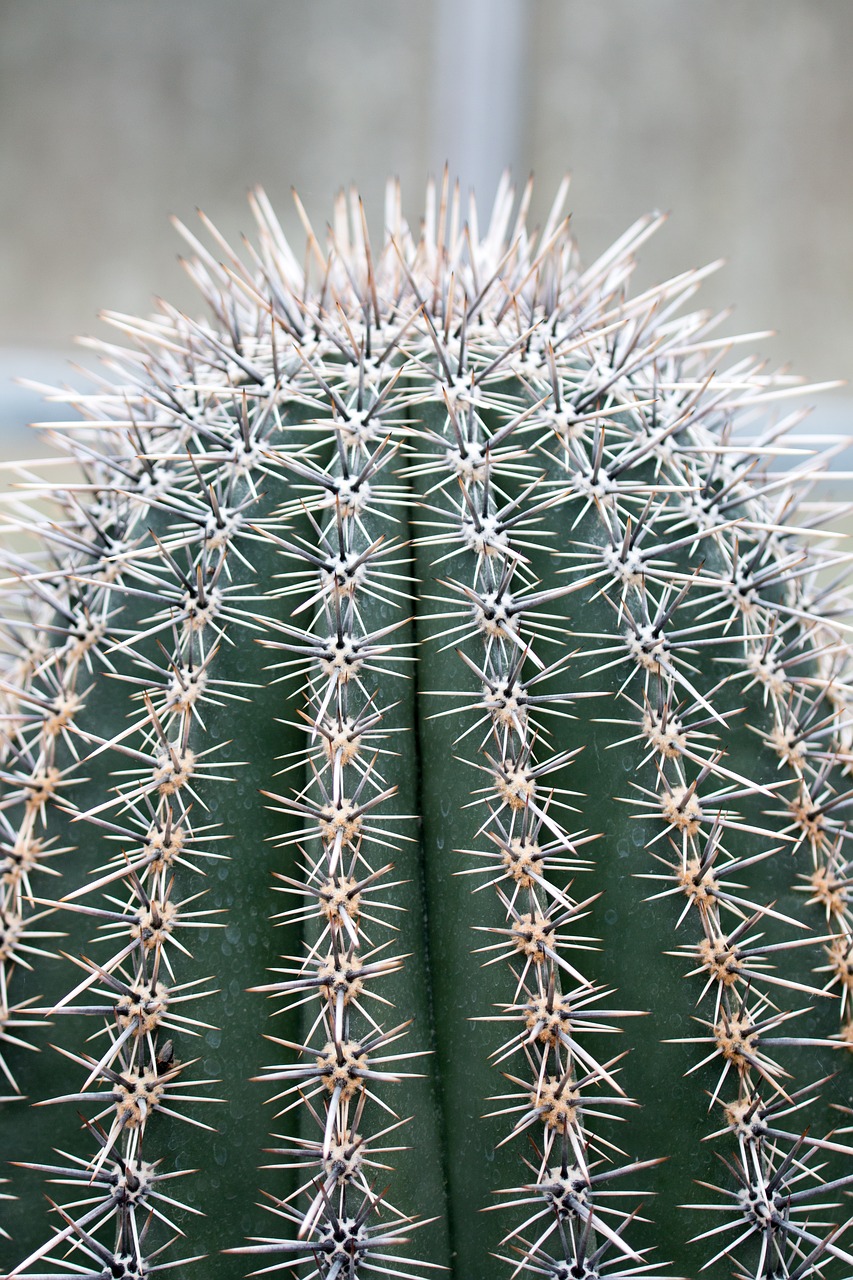 plant  spur  cactus free photo