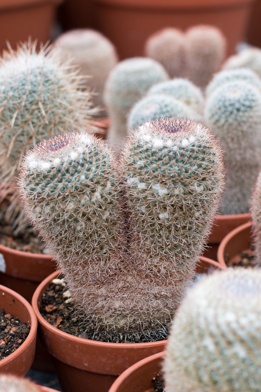 plant  spur  cactus free photo