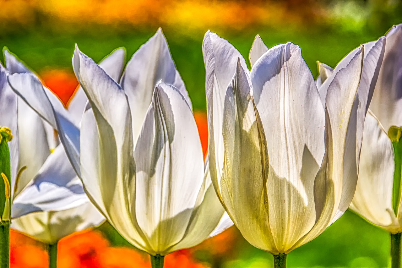 plant  nature  tulips free photo