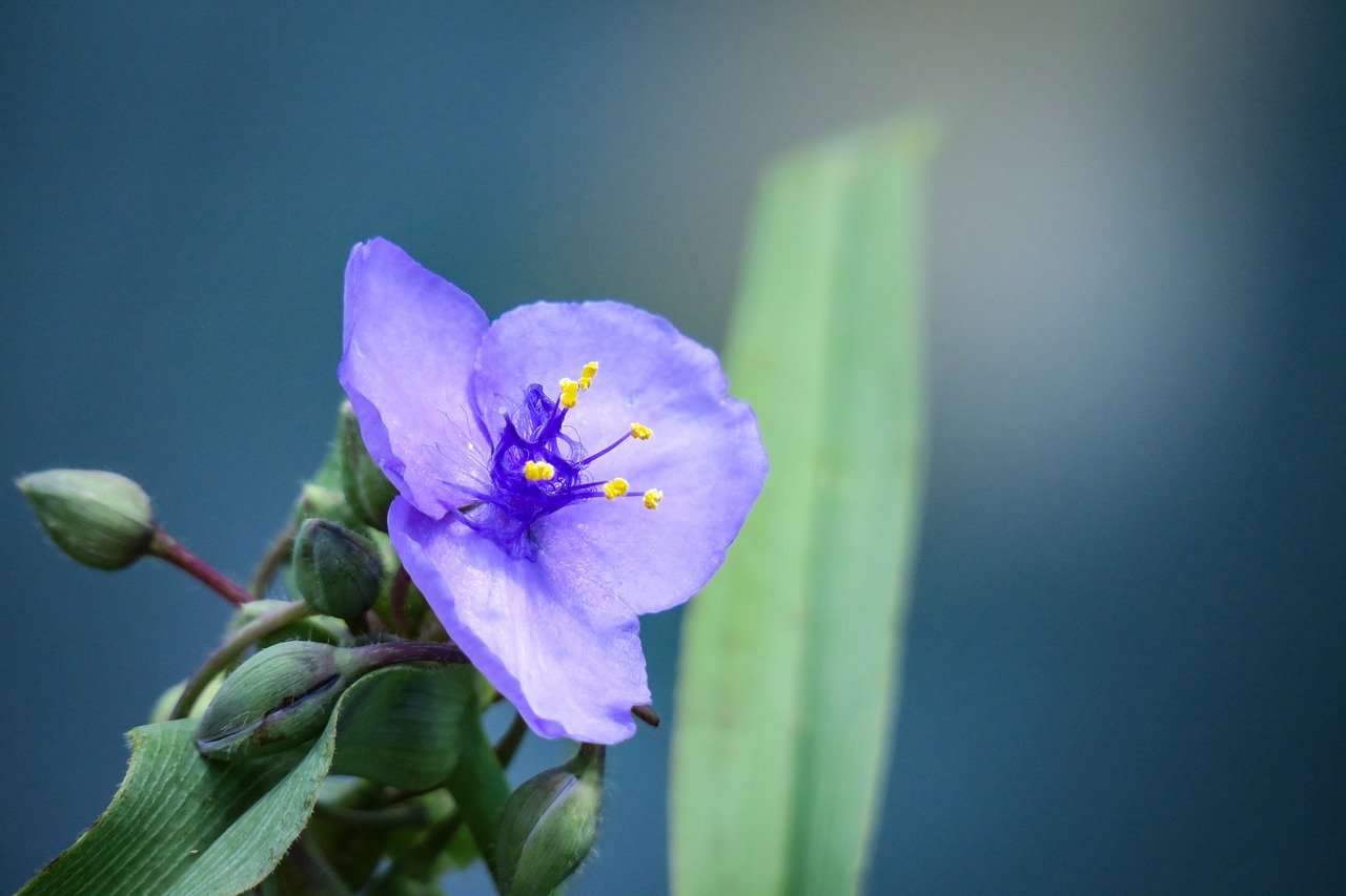 plant  nature  flower free photo