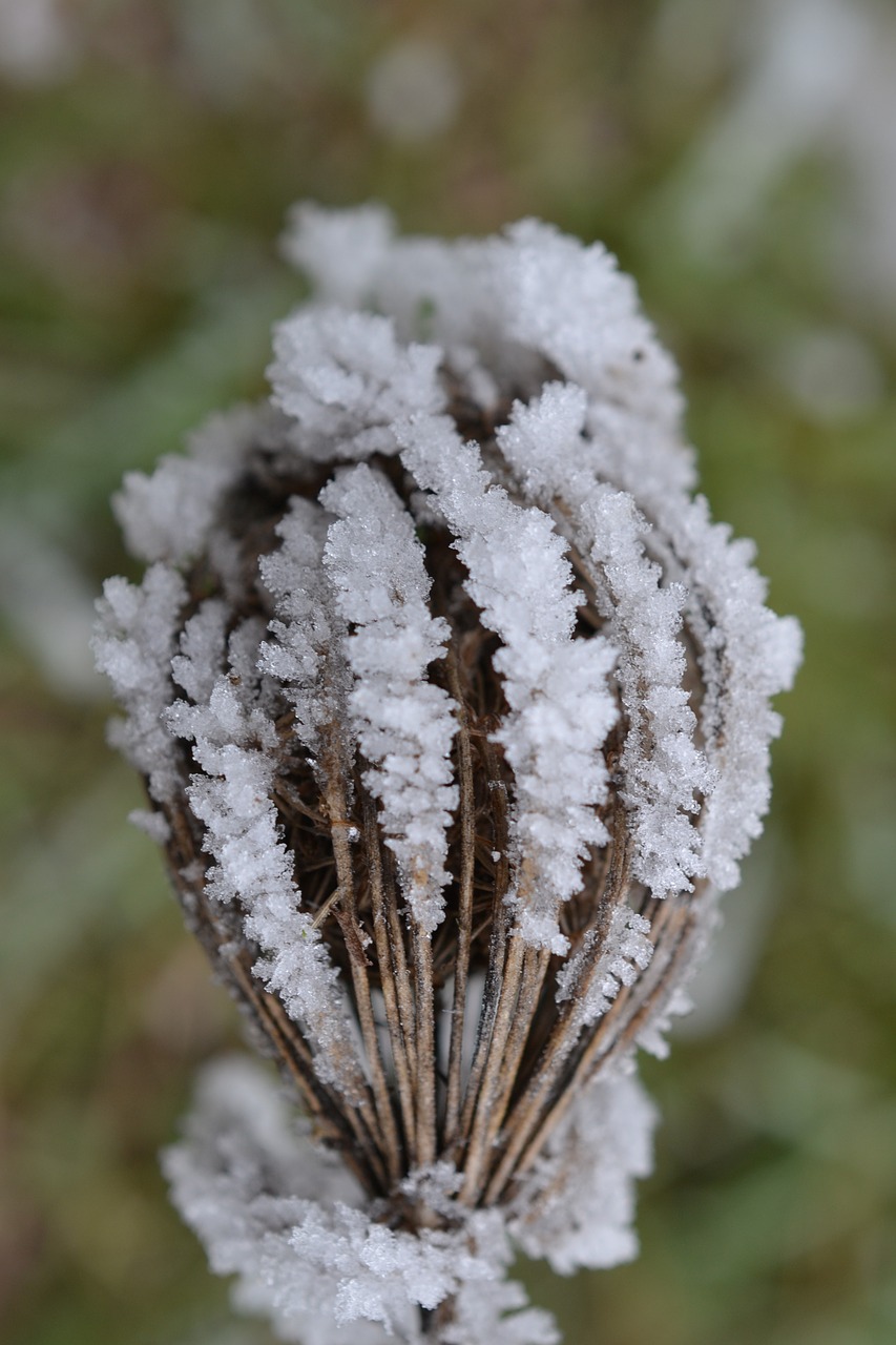 plant fog hoarfrost free photo