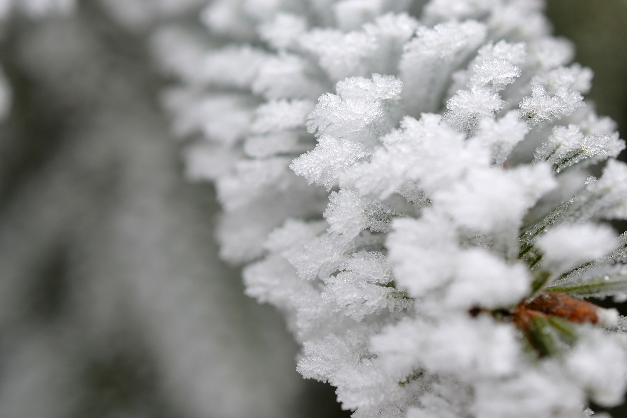 plant fog hoarfrost free photo