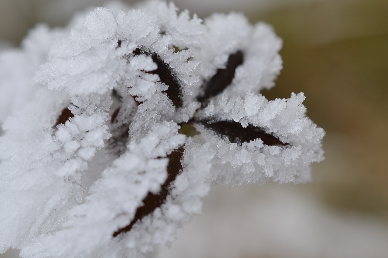 plant fog hoarfrost free photo