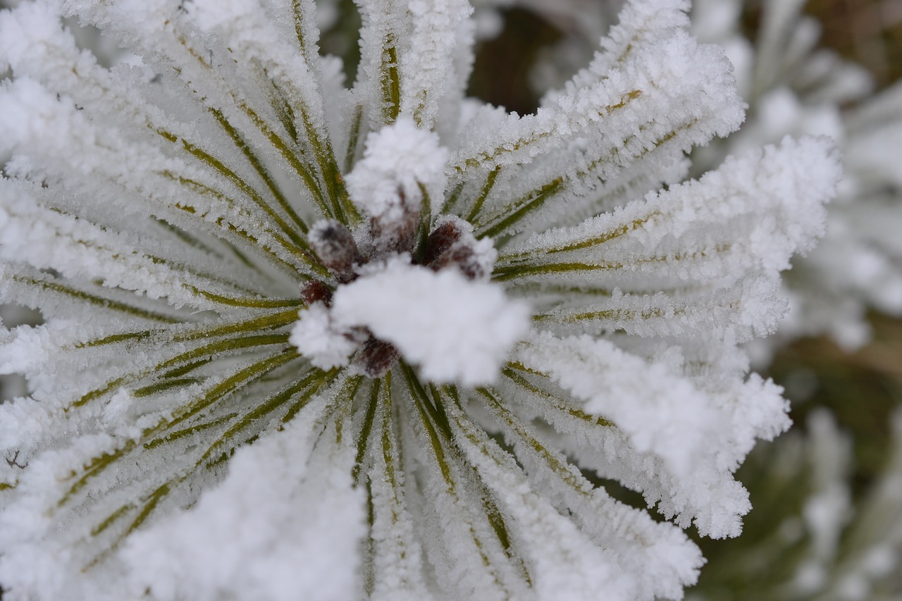 plant fog hoarfrost free photo