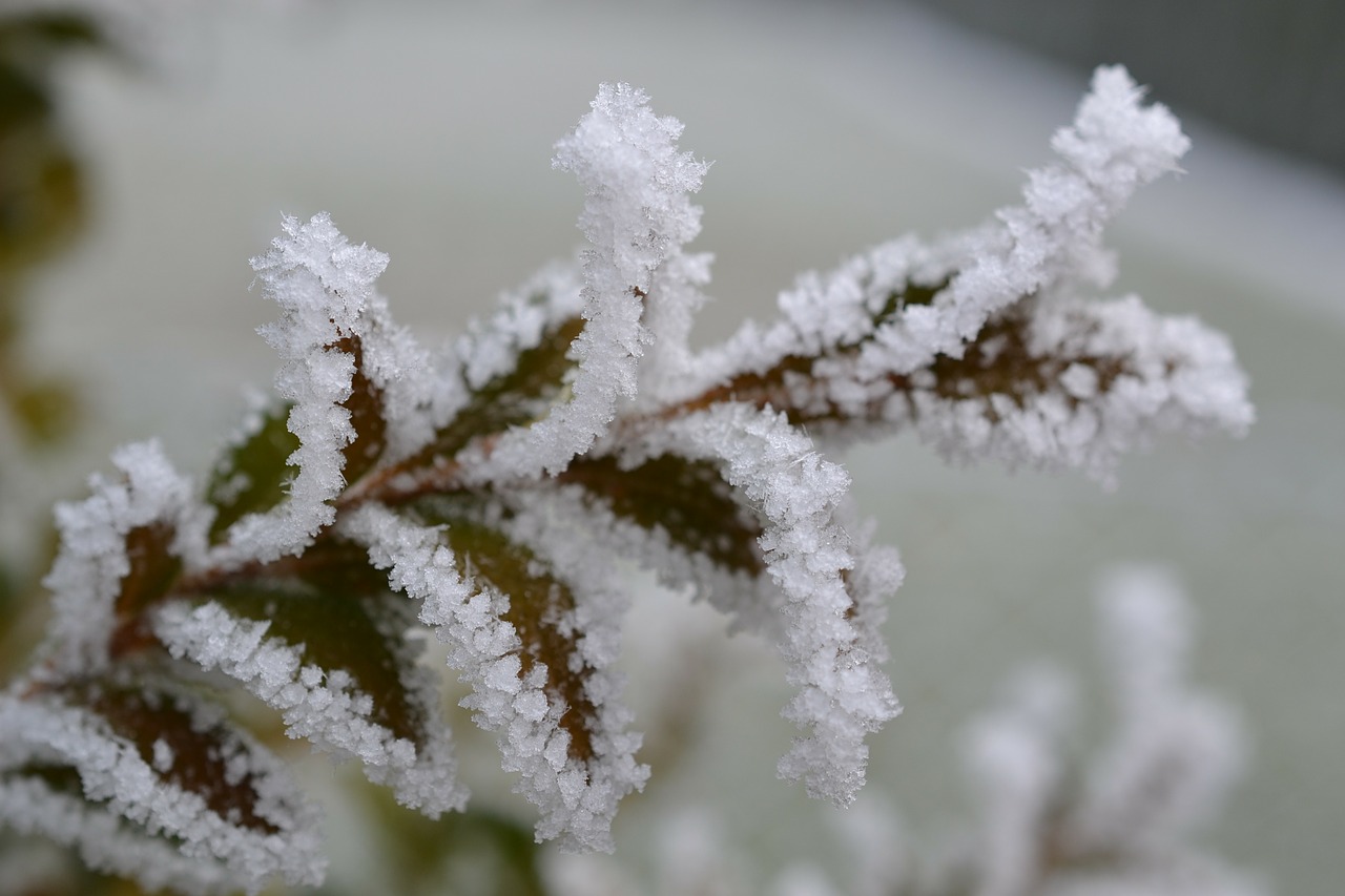 plant fog hoarfrost free photo