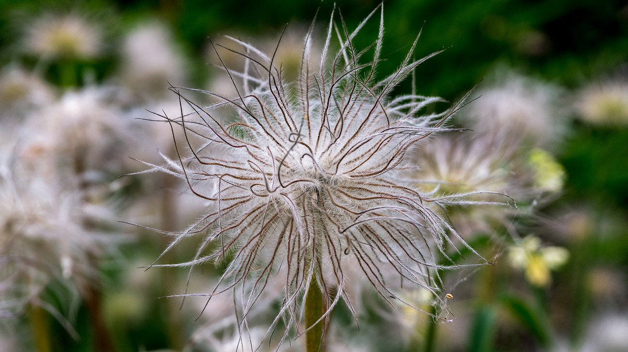 plant  flower  pasque free photo