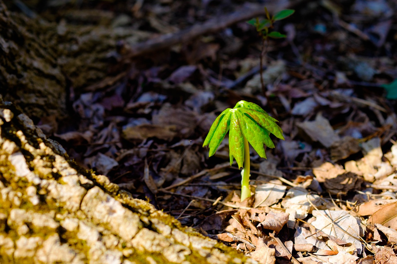 plant  flora  woods free photo