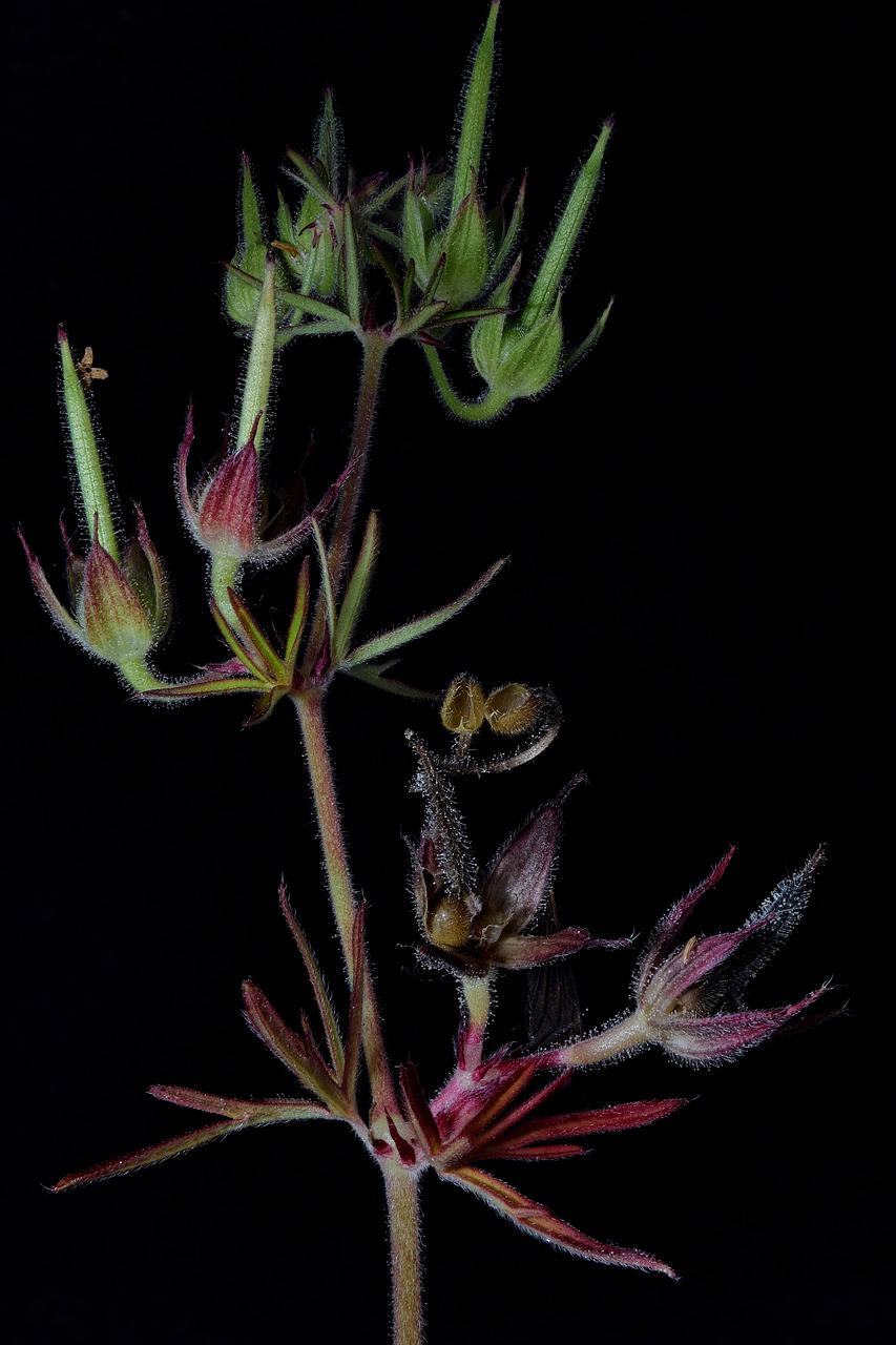 plant  macro  close up free photo