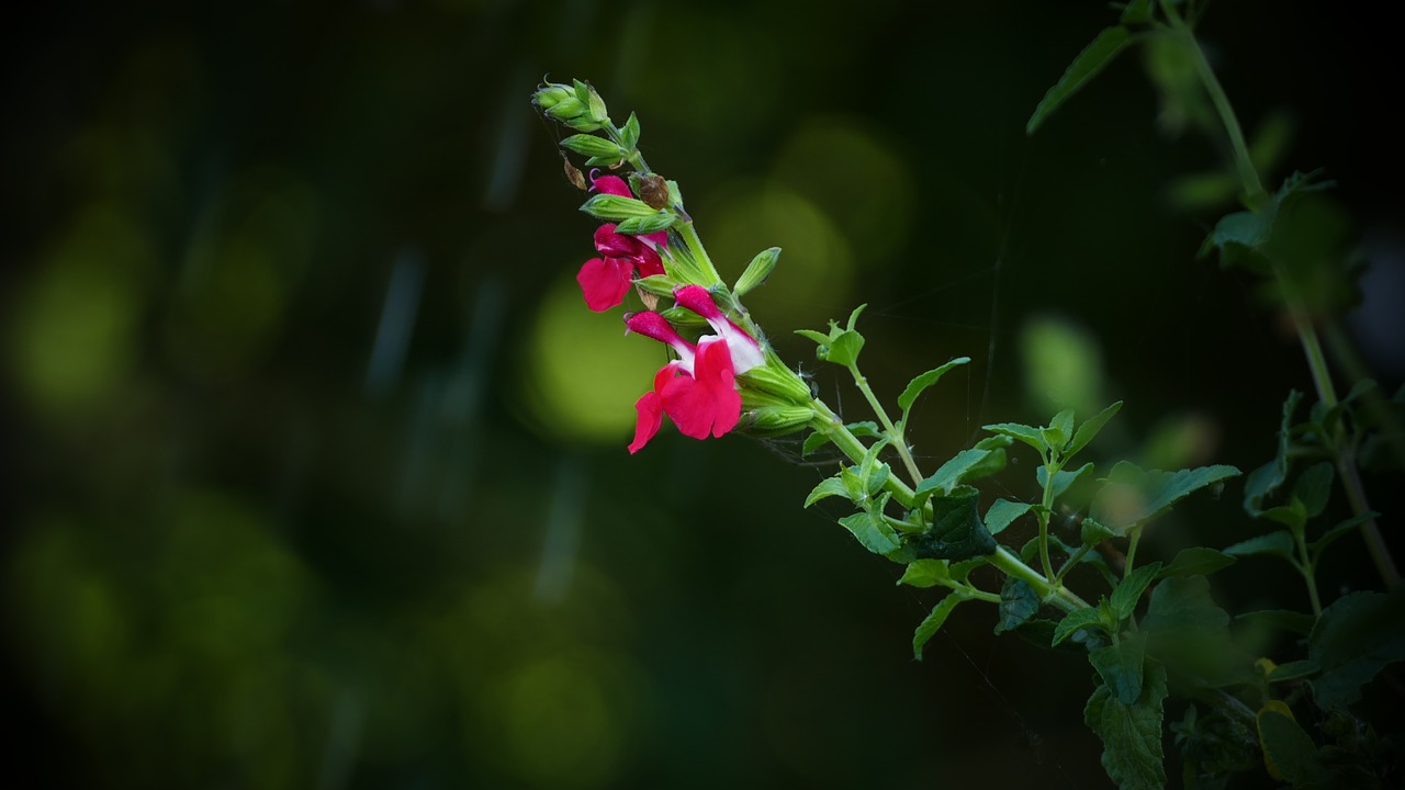 plant  nature  red free photo