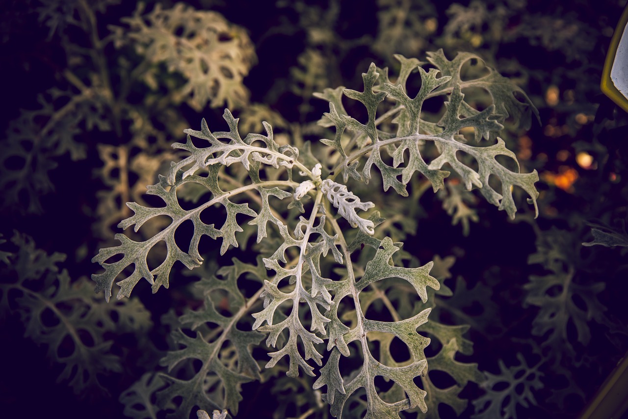 plant  white  green free photo