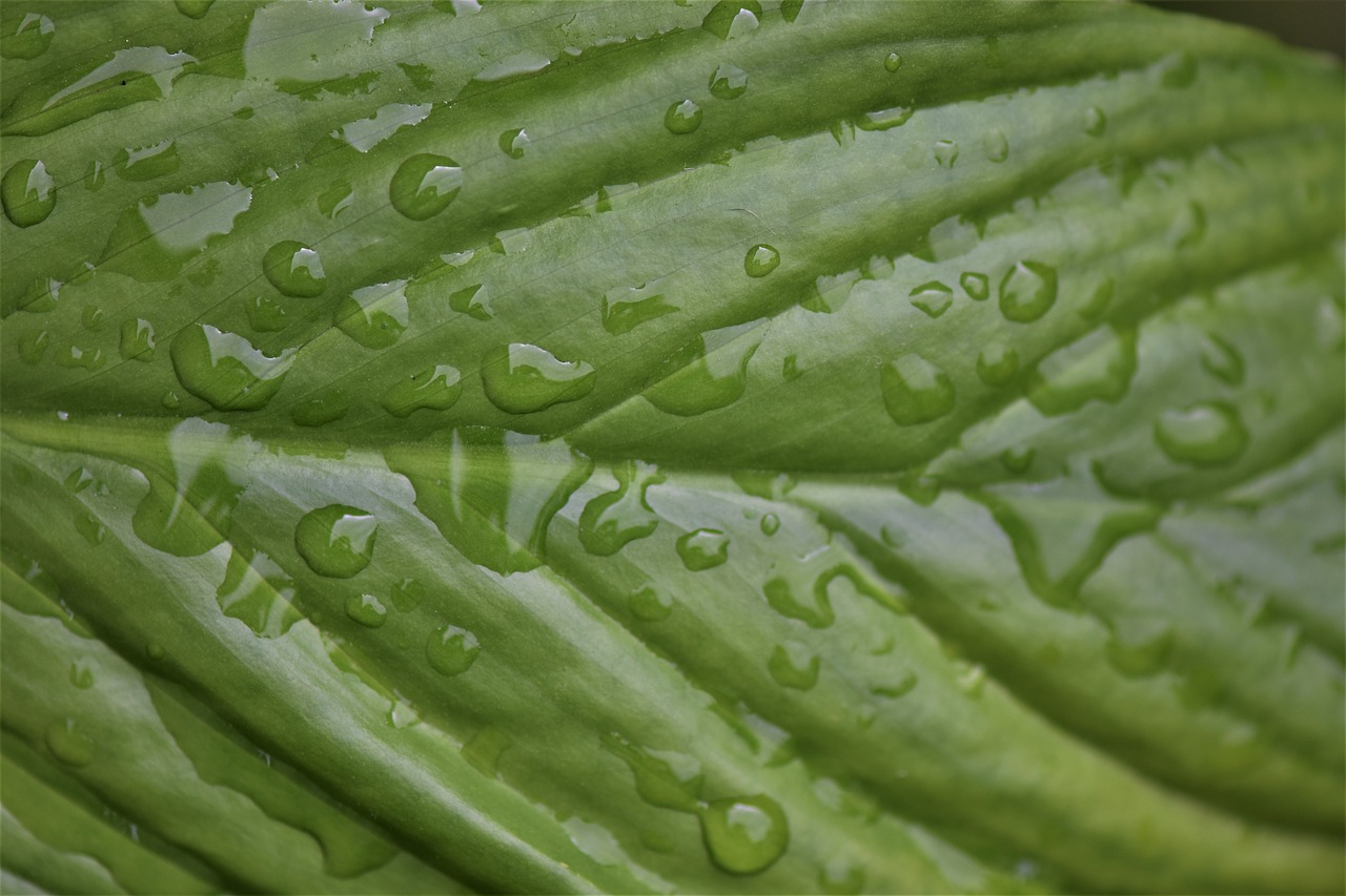 plant  green leaves  drop of water free photo