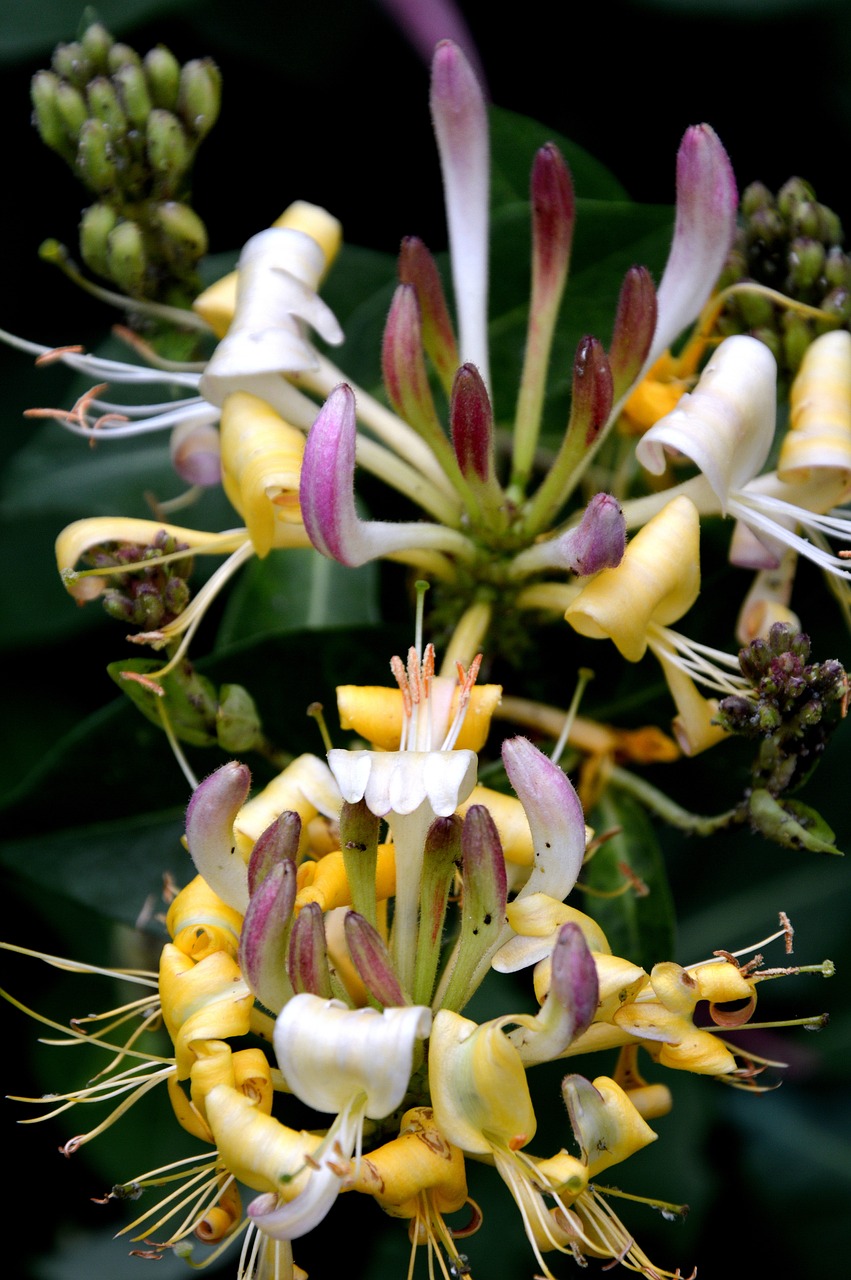 plant  flowers  honeysuckle free photo