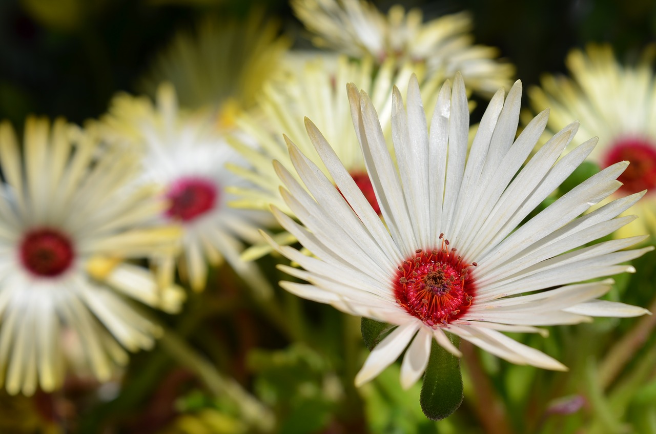 plant  flower  floral free photo