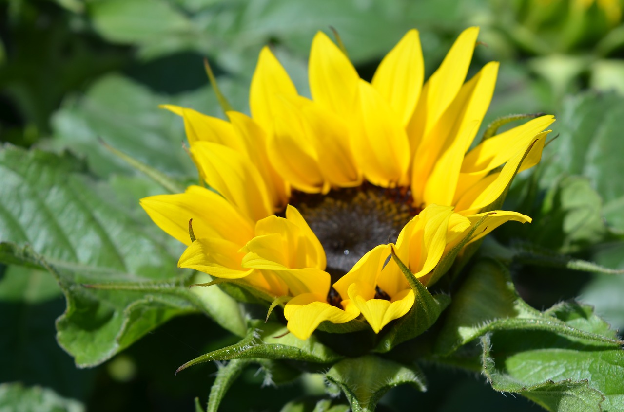 plant  flower  floral free photo