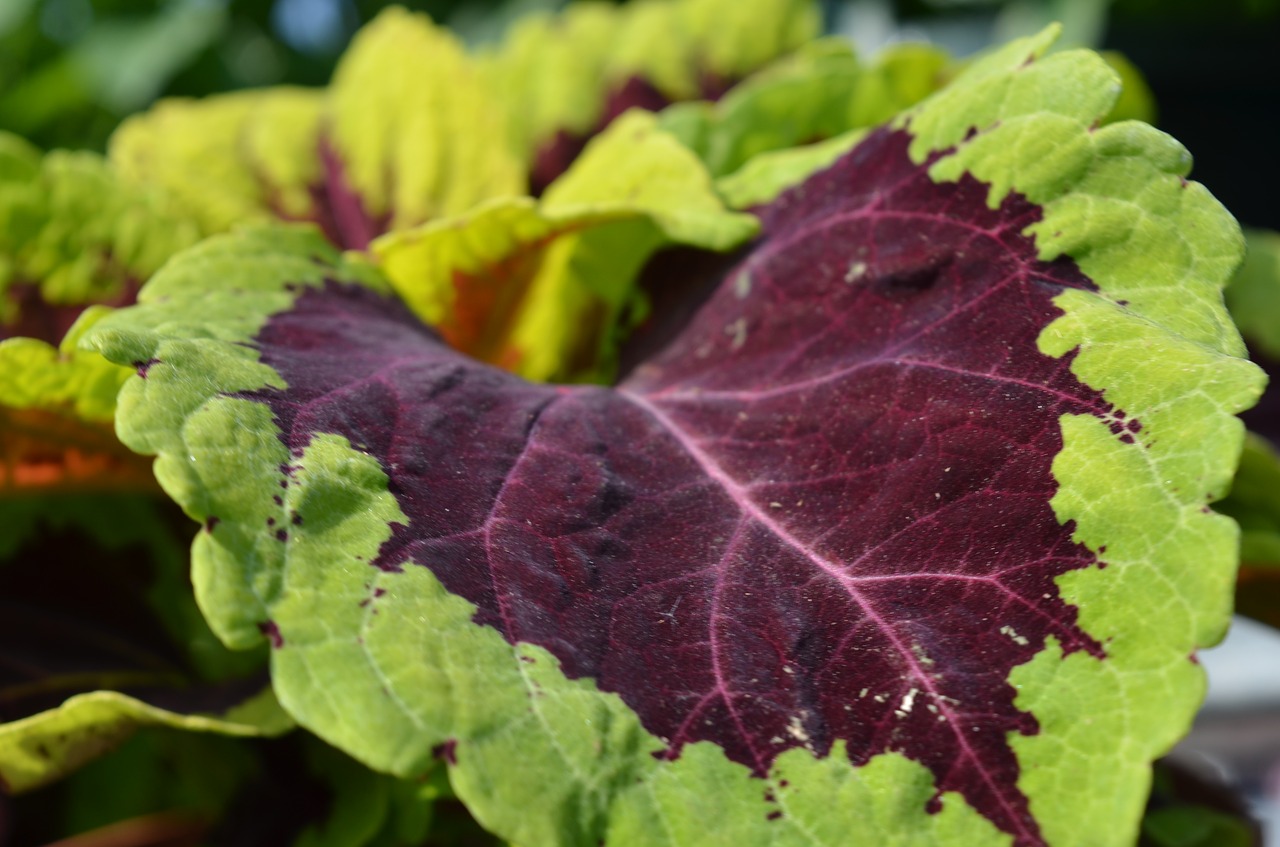 plant  nature  garden free photo