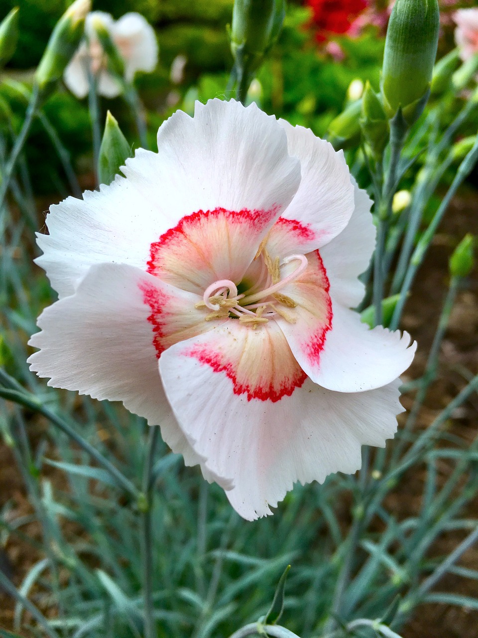 plant  white  pink free photo