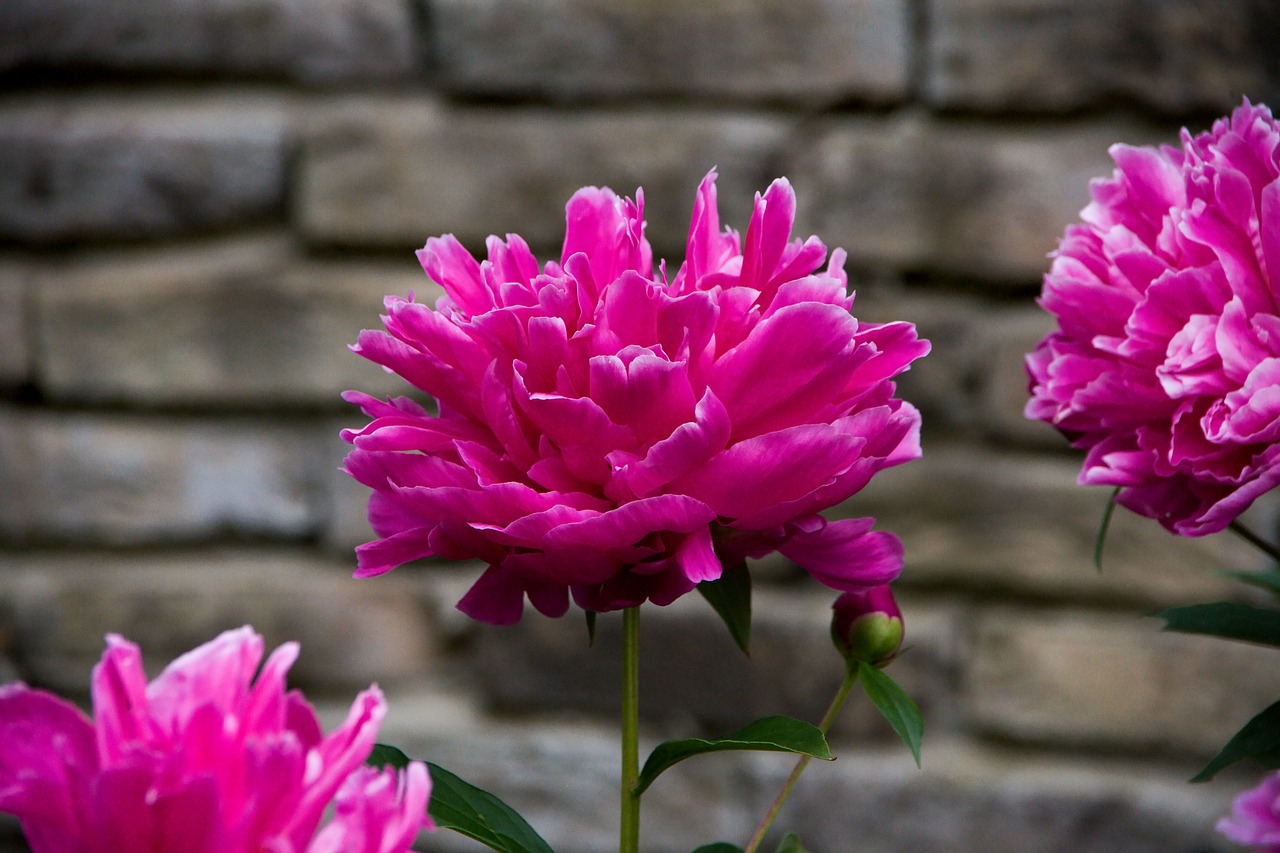 plant  flowers  garden free photo