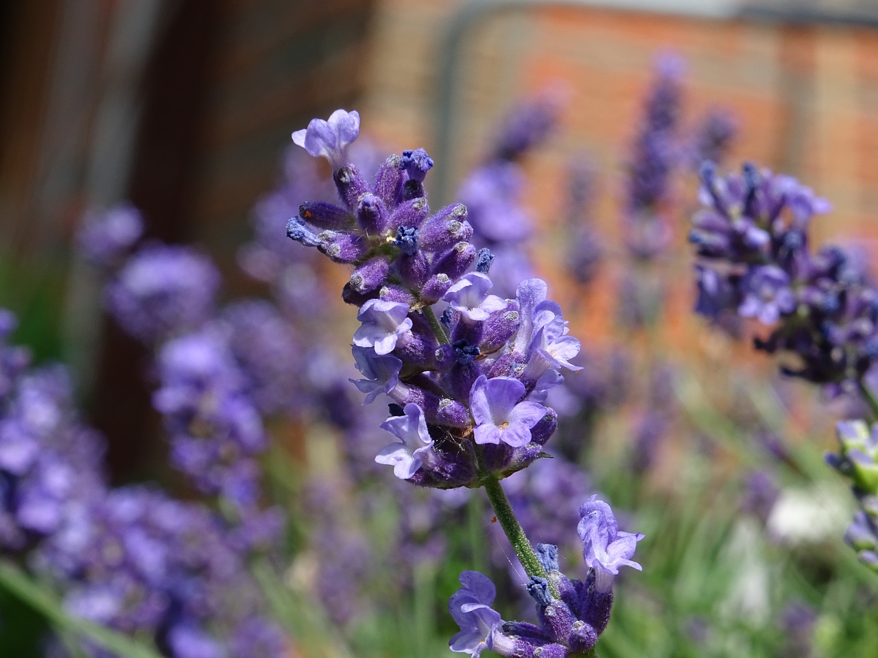 plant  close up  small free photo