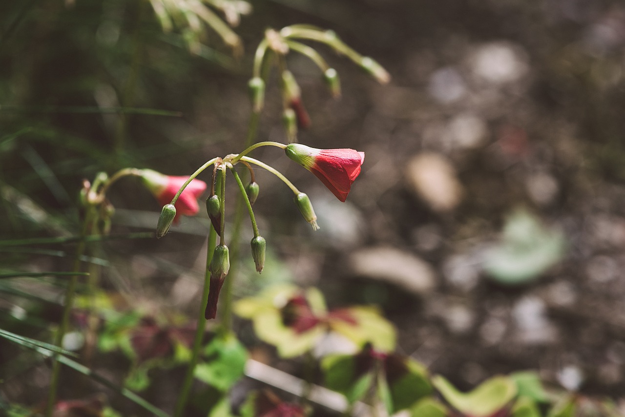 plant  flower  blossom free photo