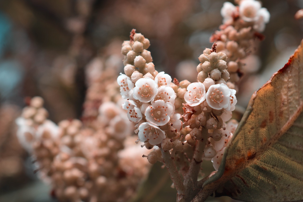 plant  botanical  macro free photo