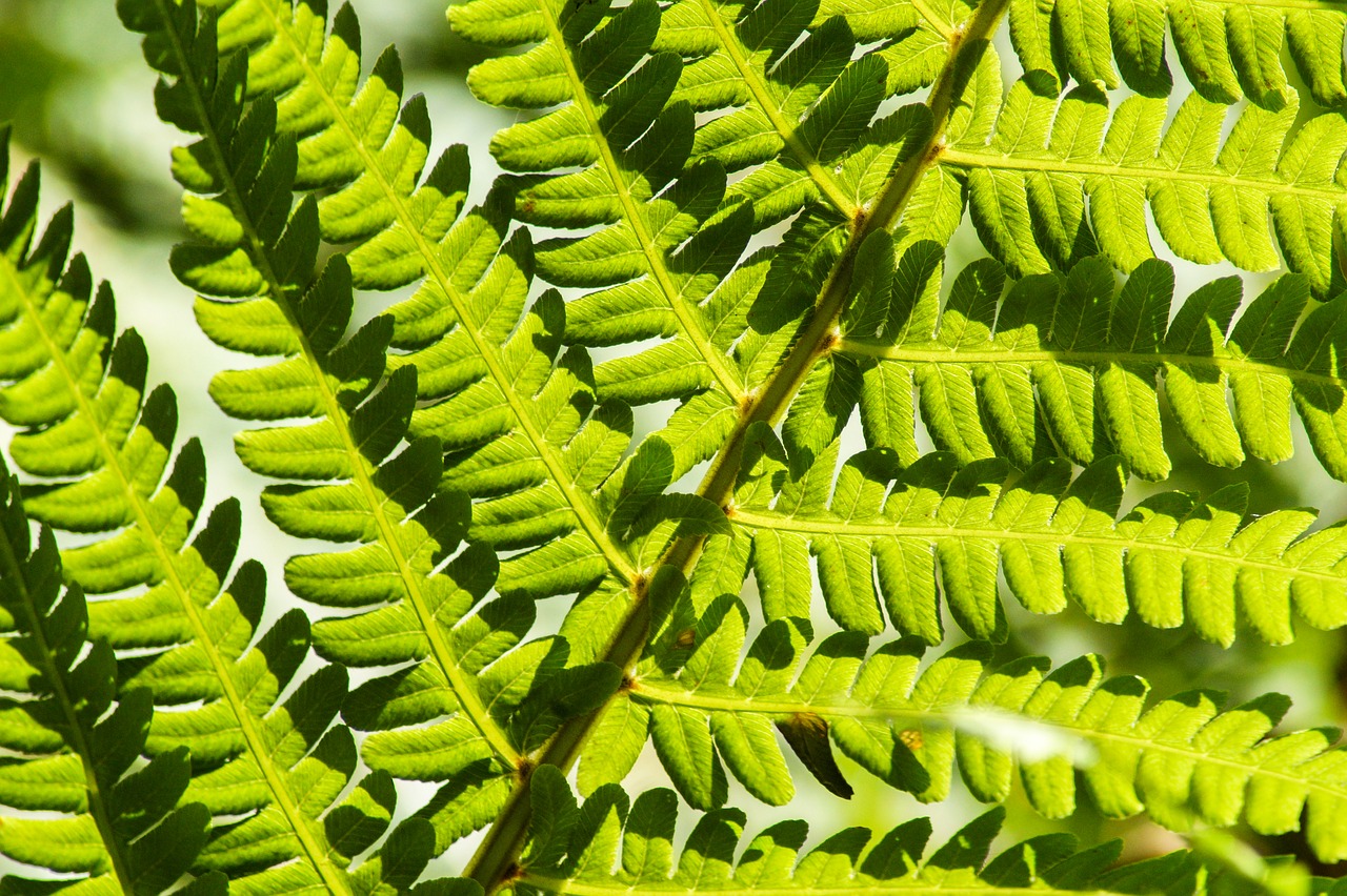 plant  green  leaf free photo