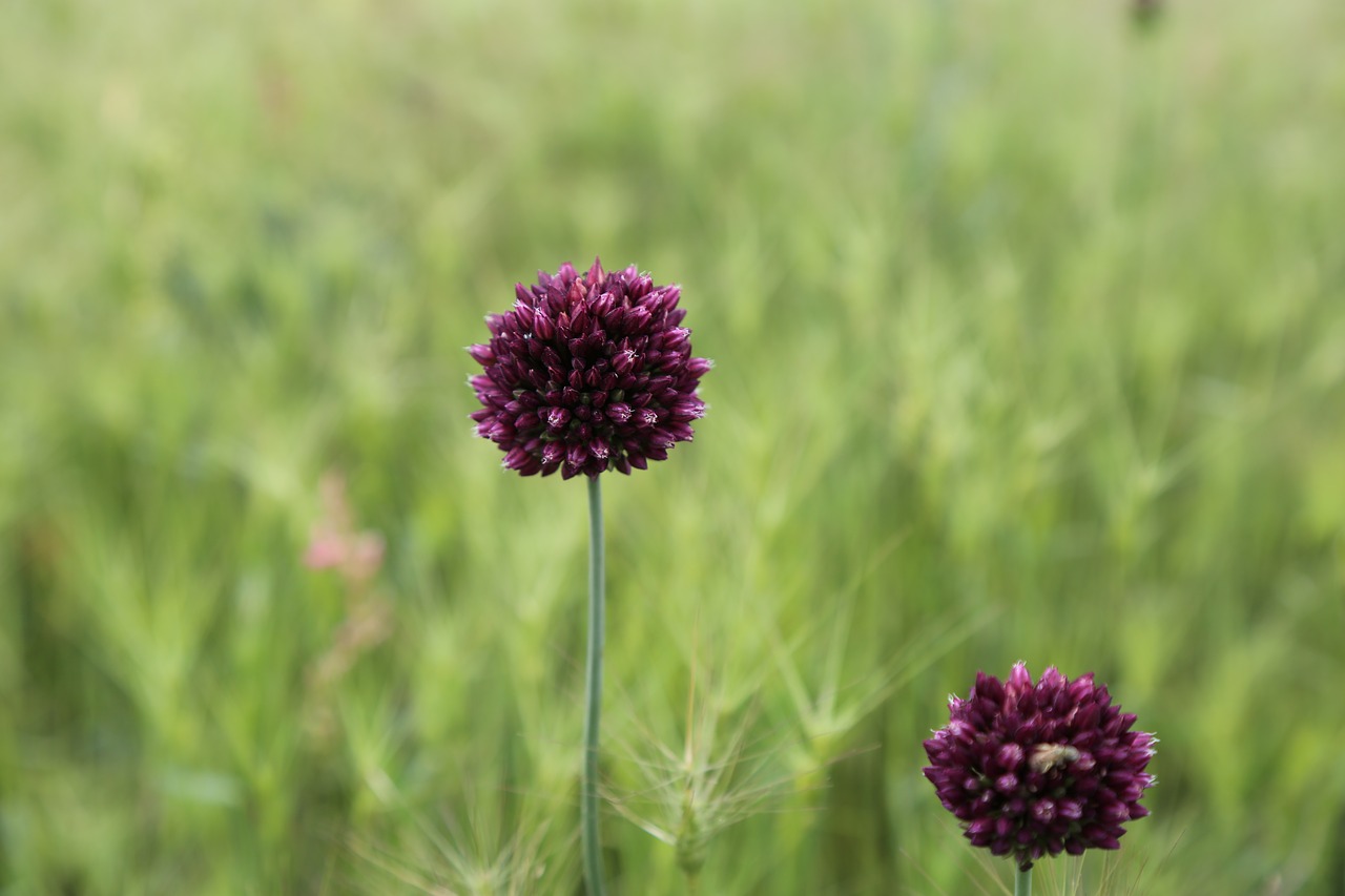 plant  flower  nature free photo