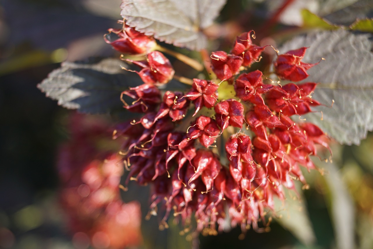 plant  red  dogwood greenhouse free photo