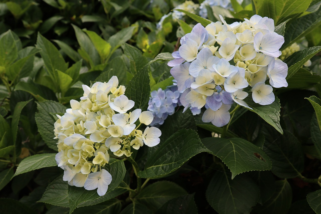 plant  xie  hydrangea free photo