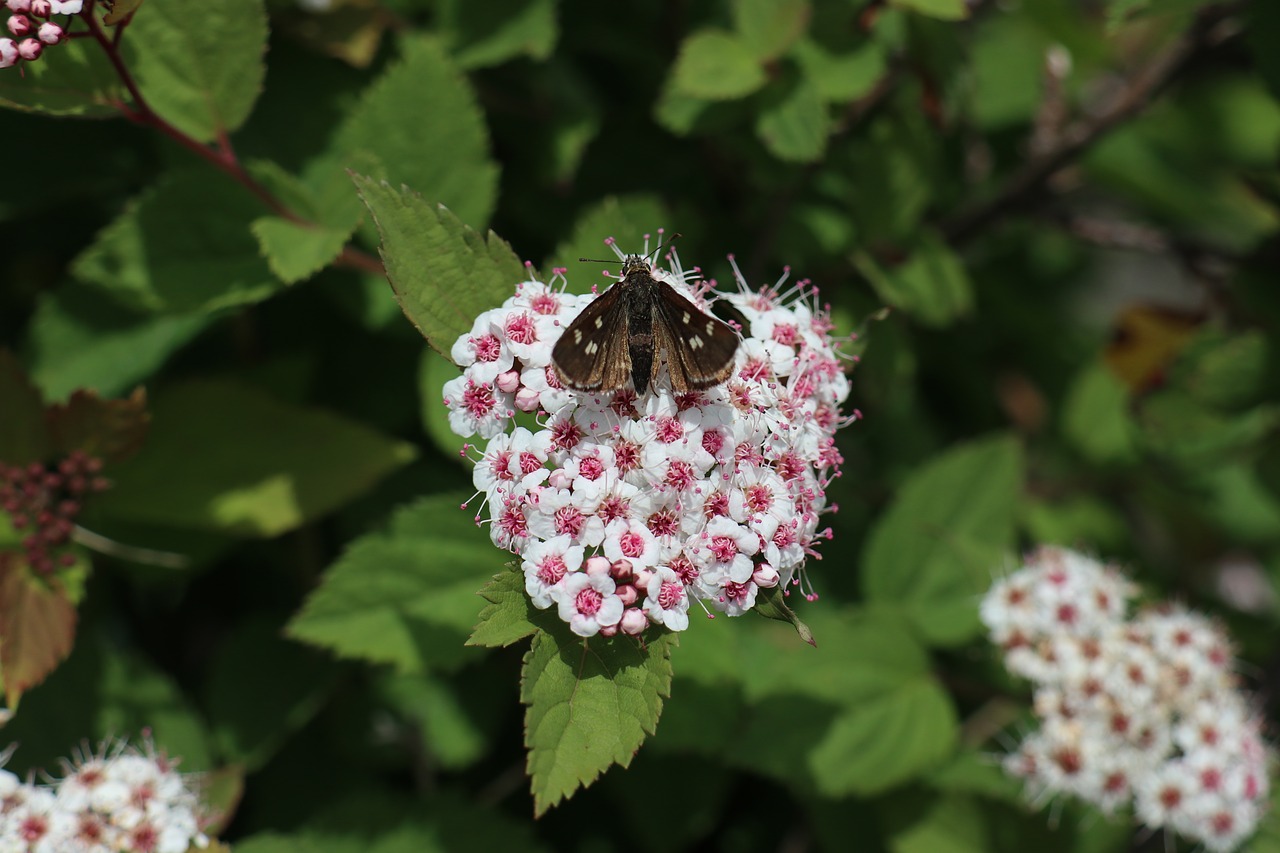 plant  wild flowers  butterfly free photo