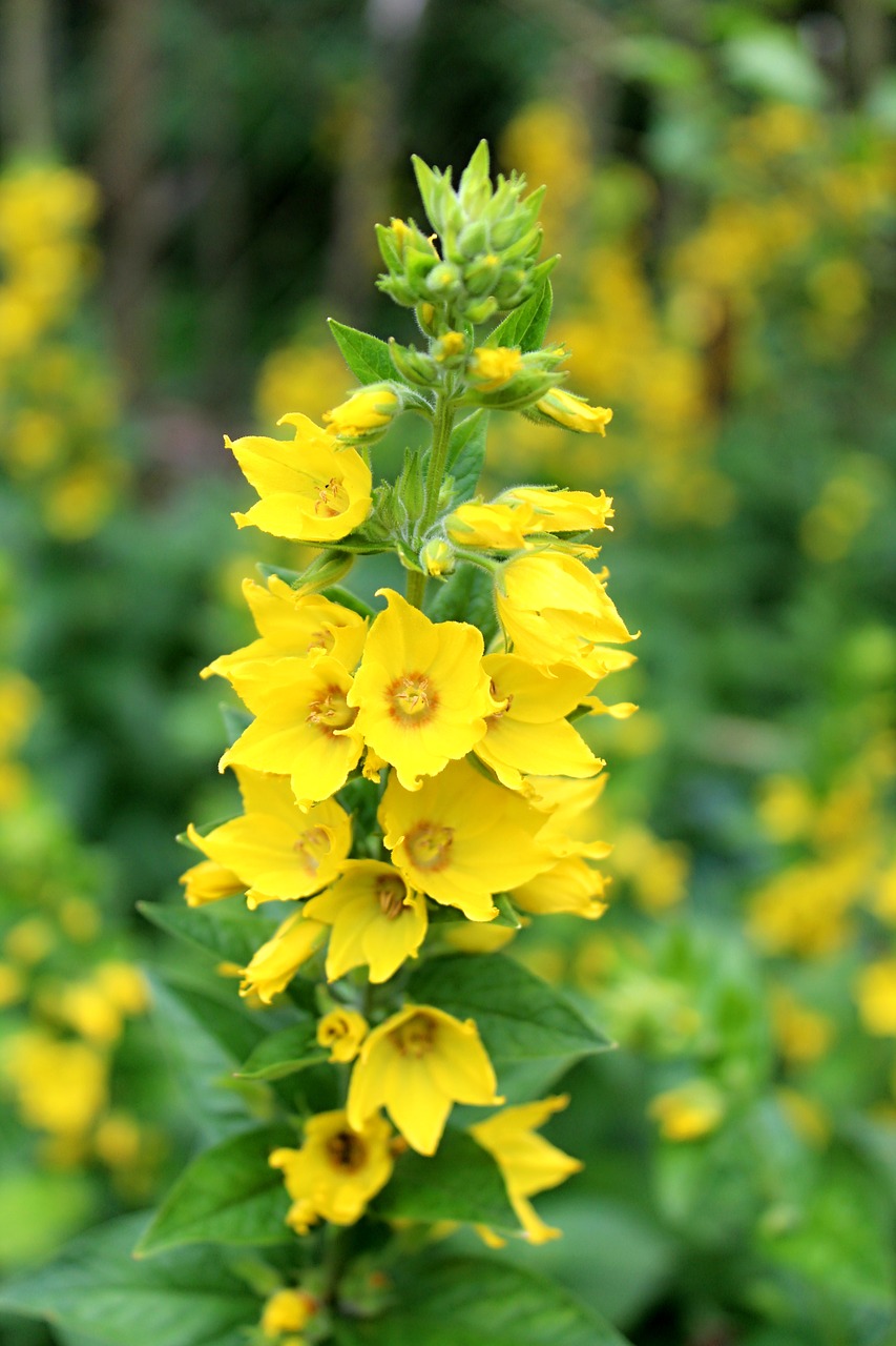 plant  garden  yellow free photo