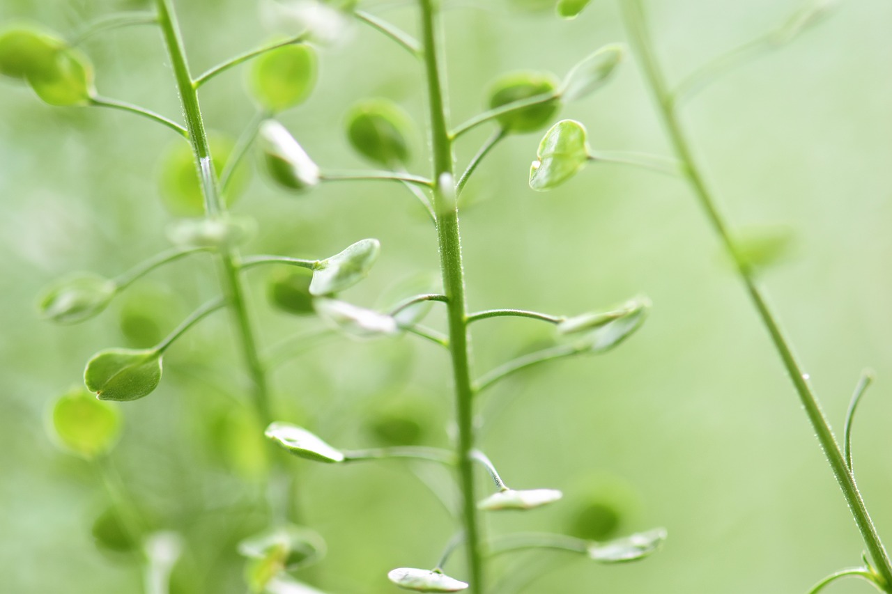 plant  leaves  green free photo