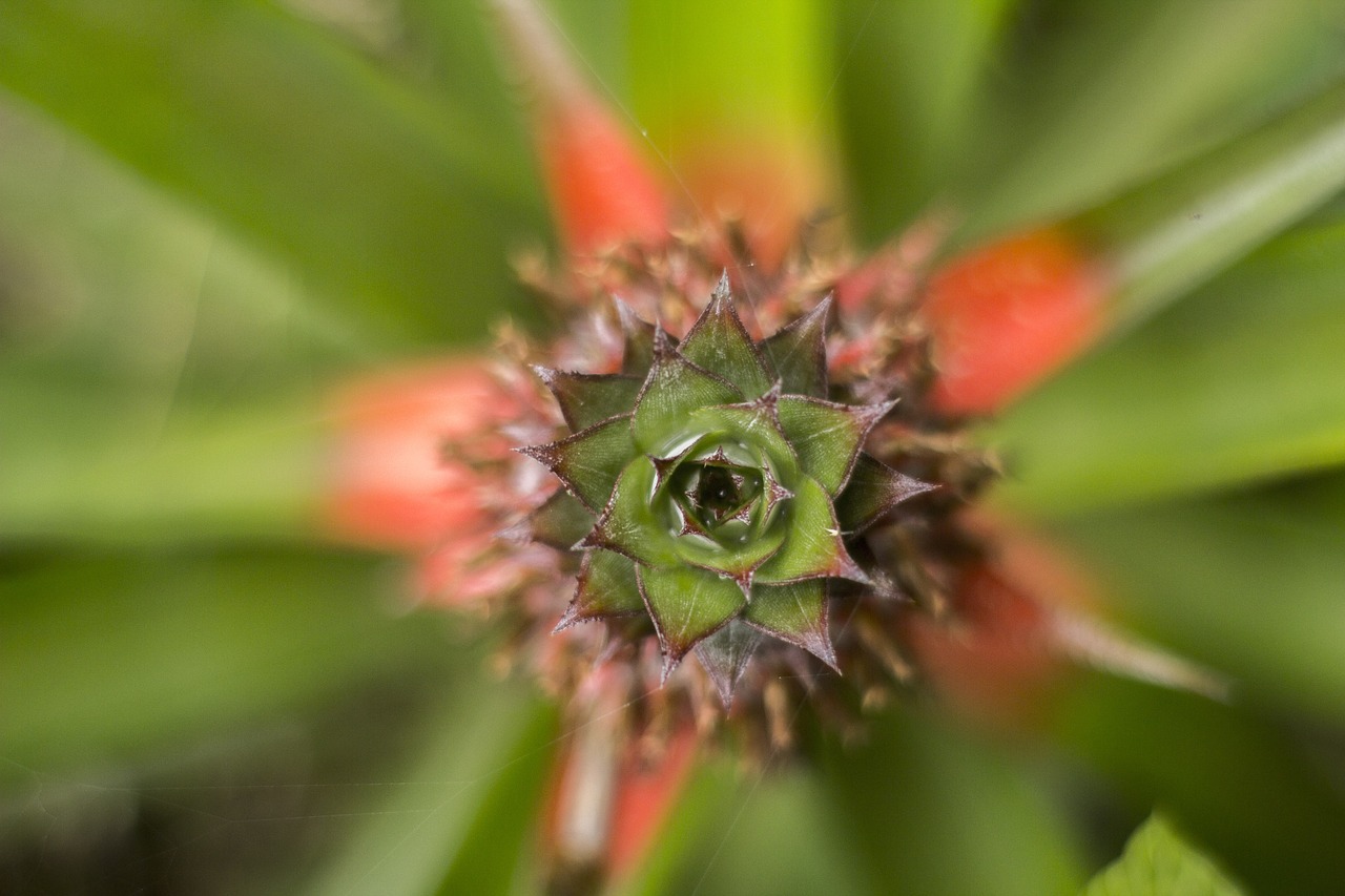 plant  leaf  nature free photo