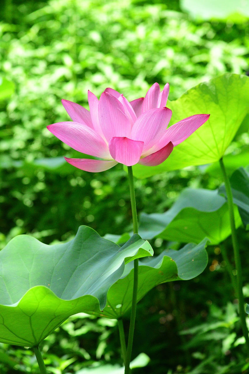 plant  lotus  flower free photo