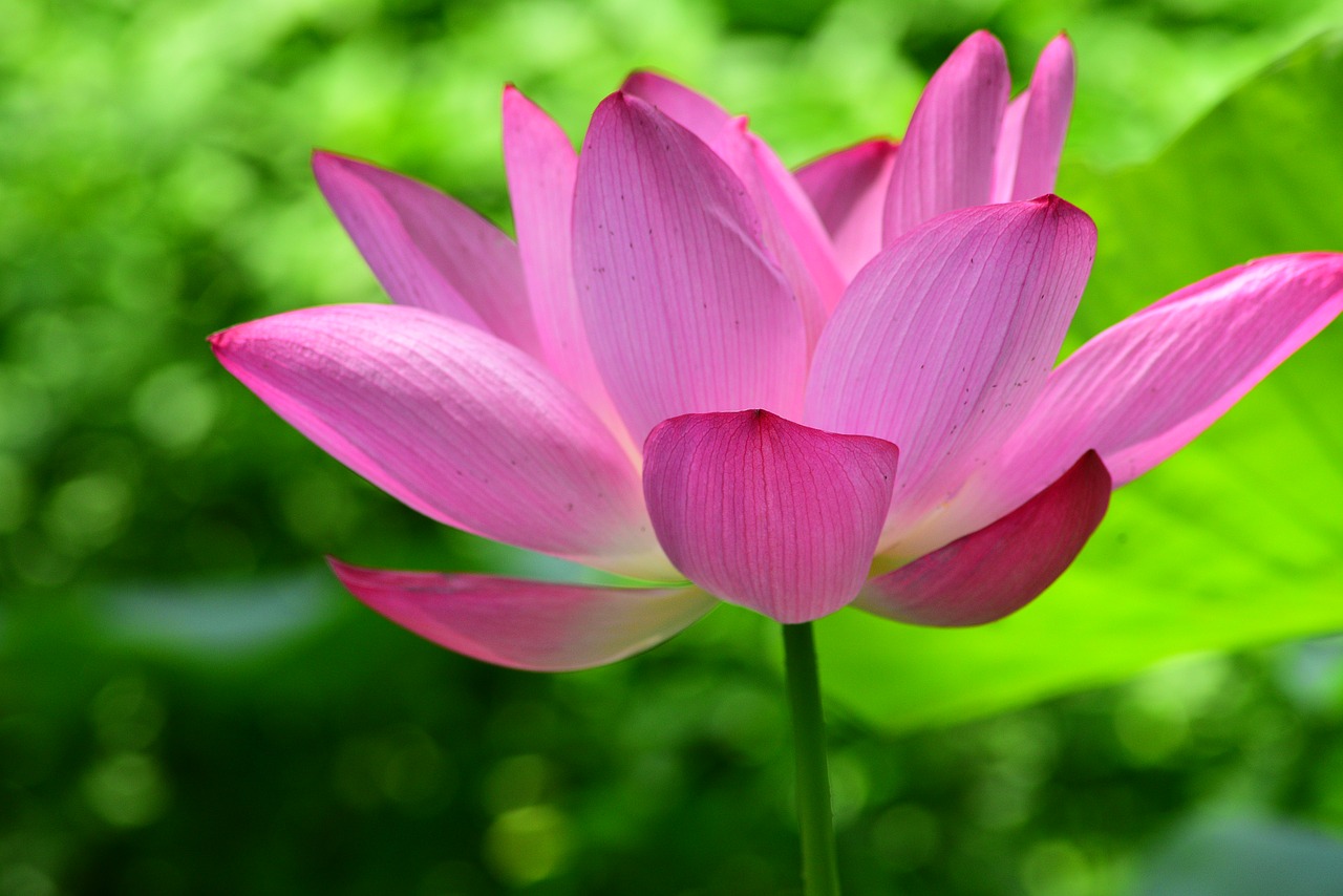 plant  lotus  flower free photo