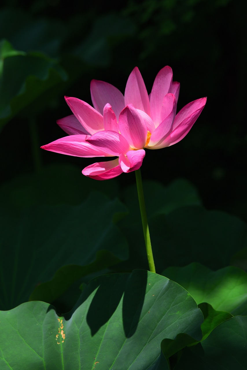 plant  lotus  flower free photo