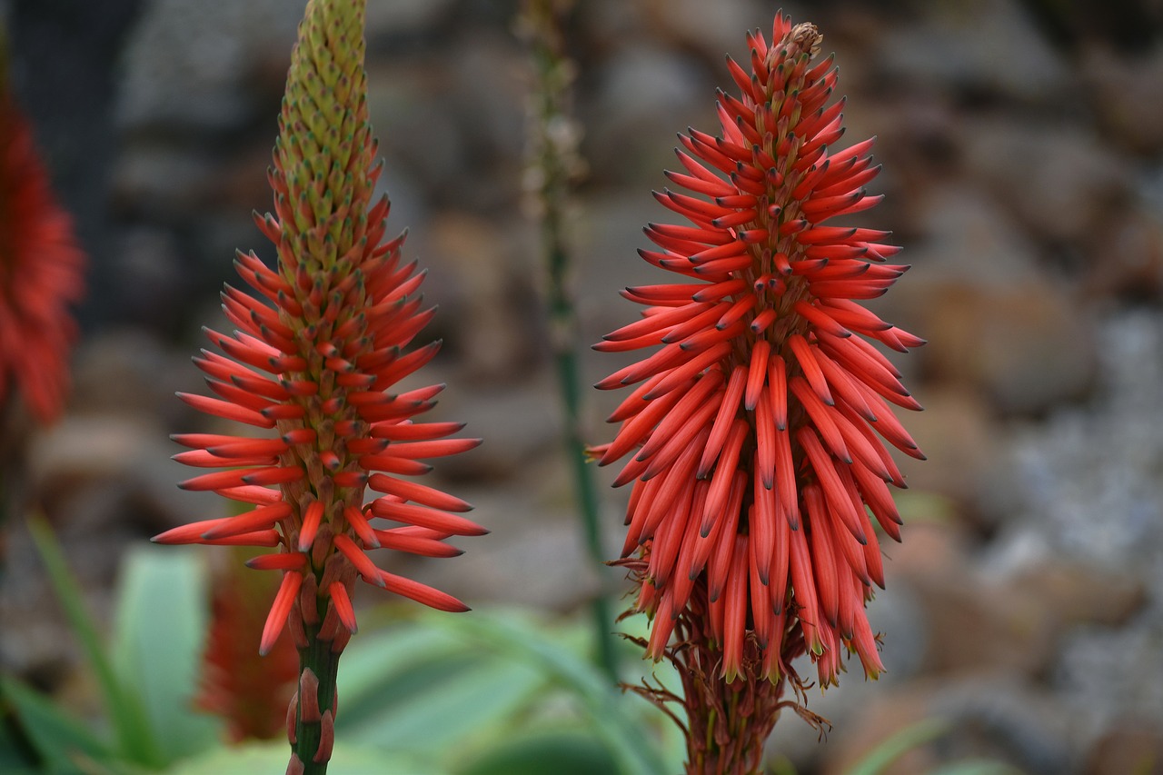 plant  aloe  drought-resistant free photo