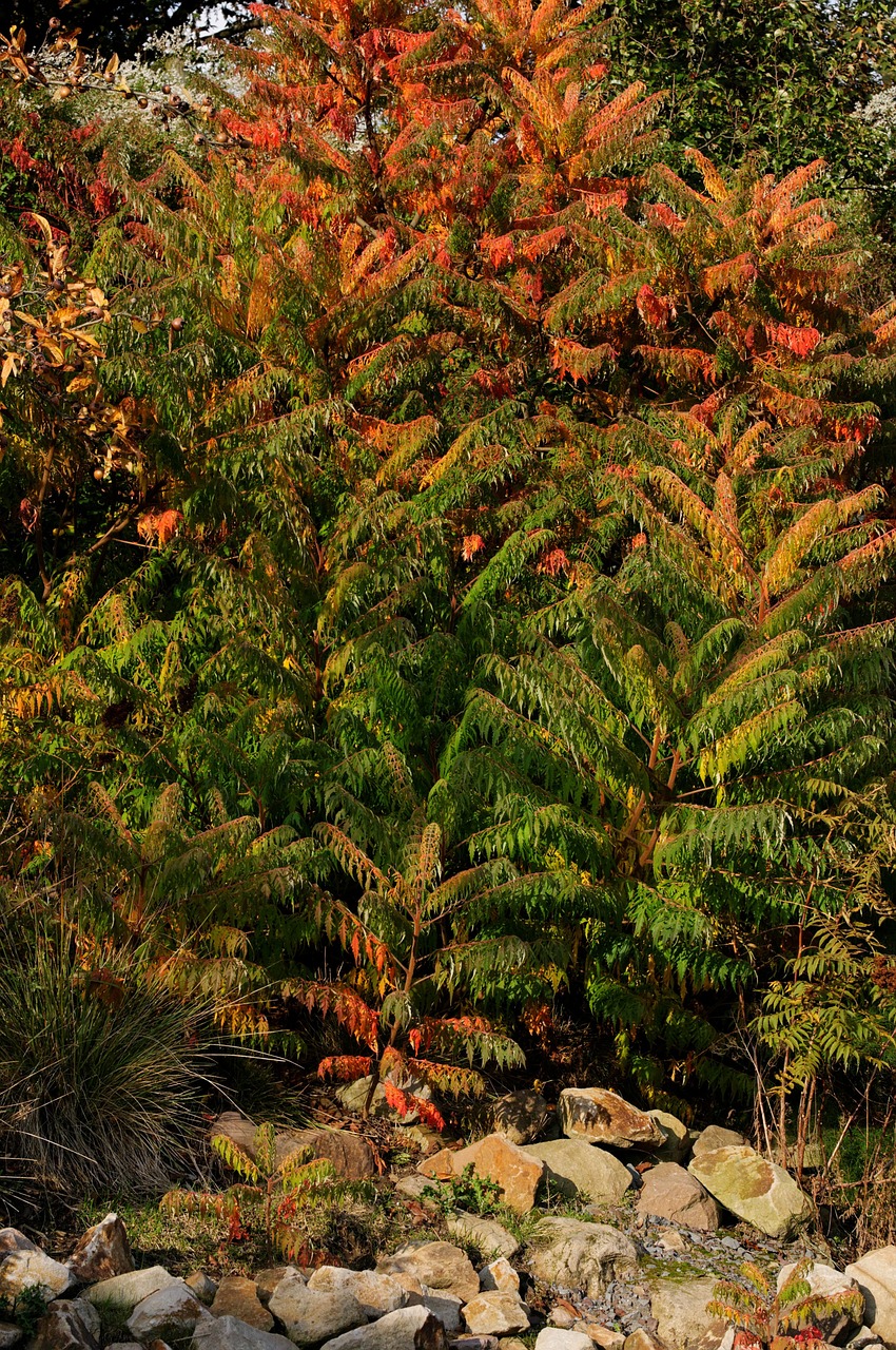 plant shrubs autumn free photo