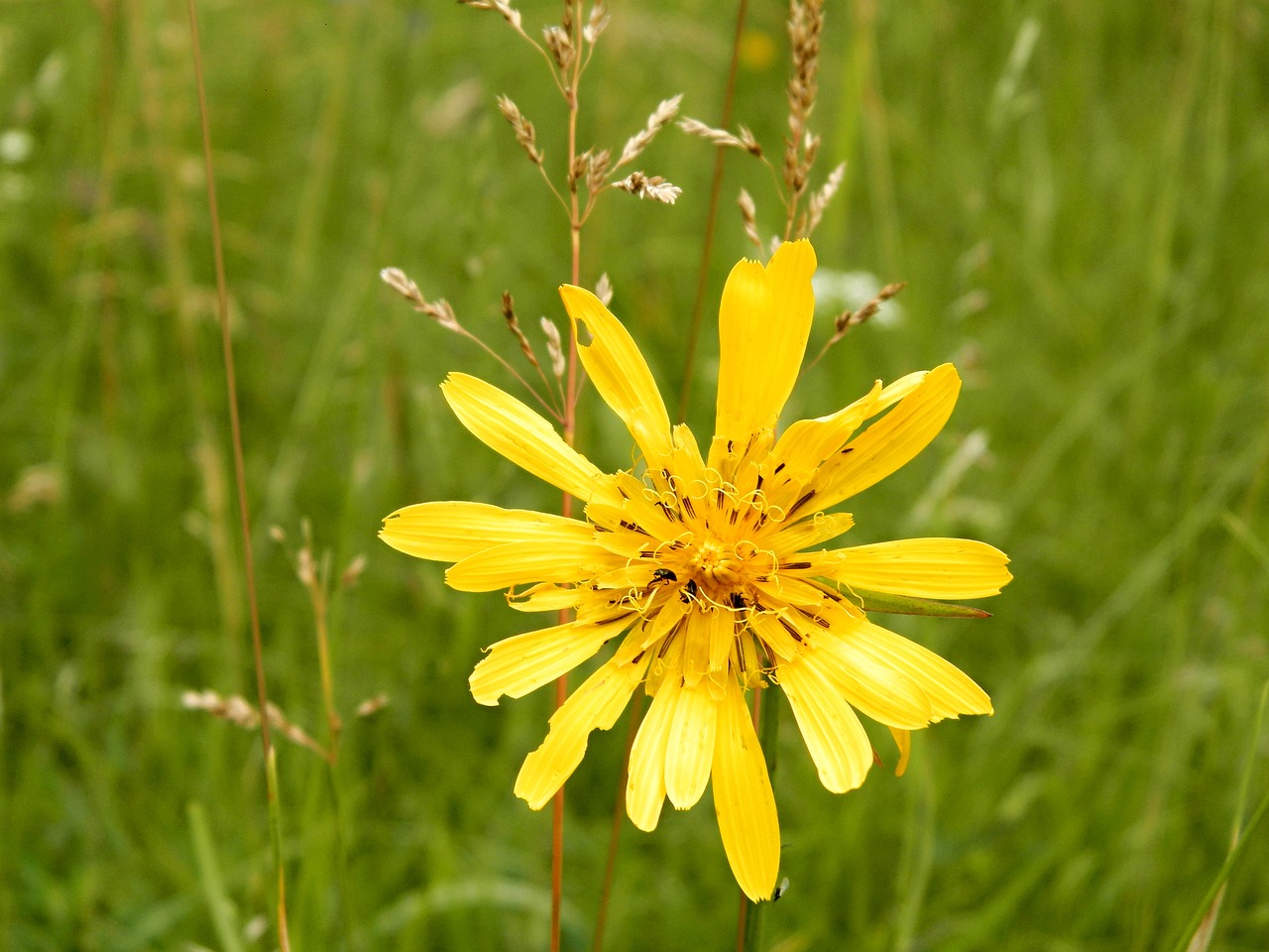 plant  yellow flower  nature free photo