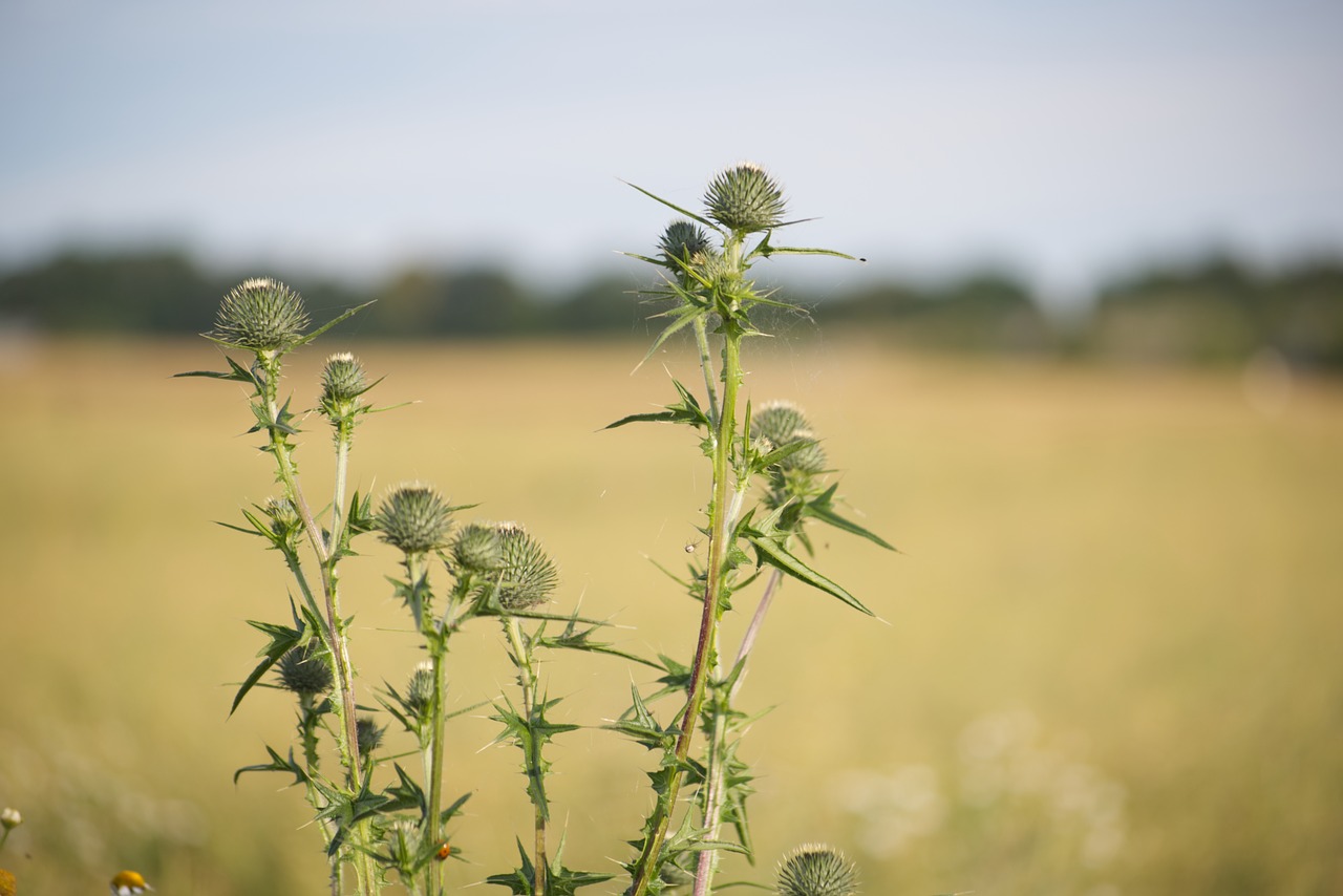 plant  field  cereals free photo