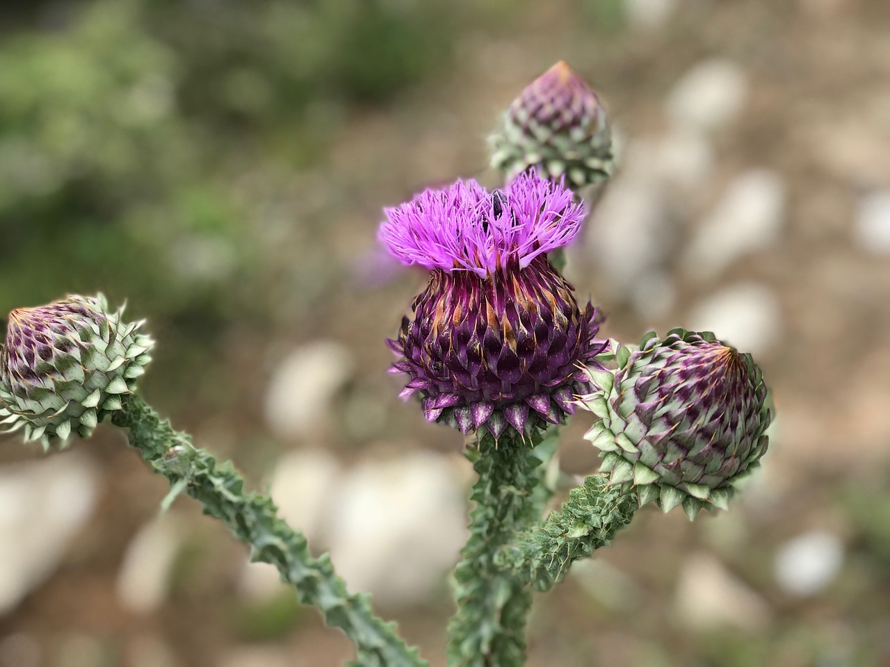 plant  purple  flower free photo