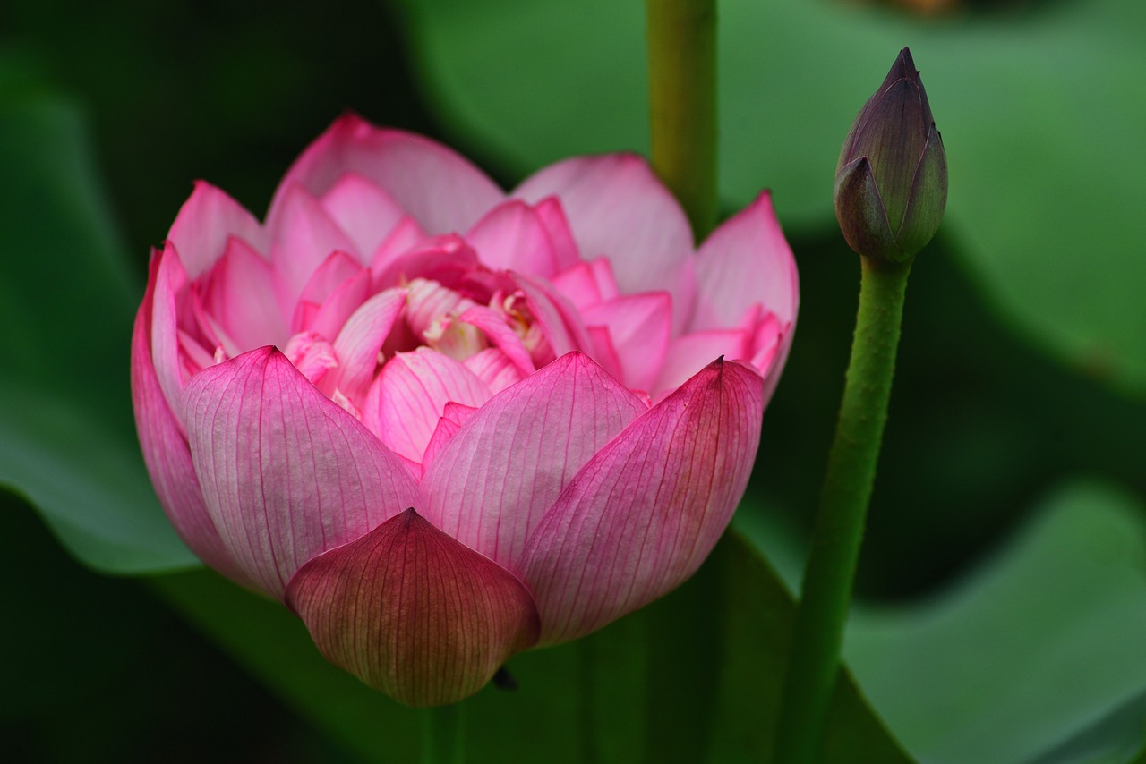 plant  flower  lotus free photo
