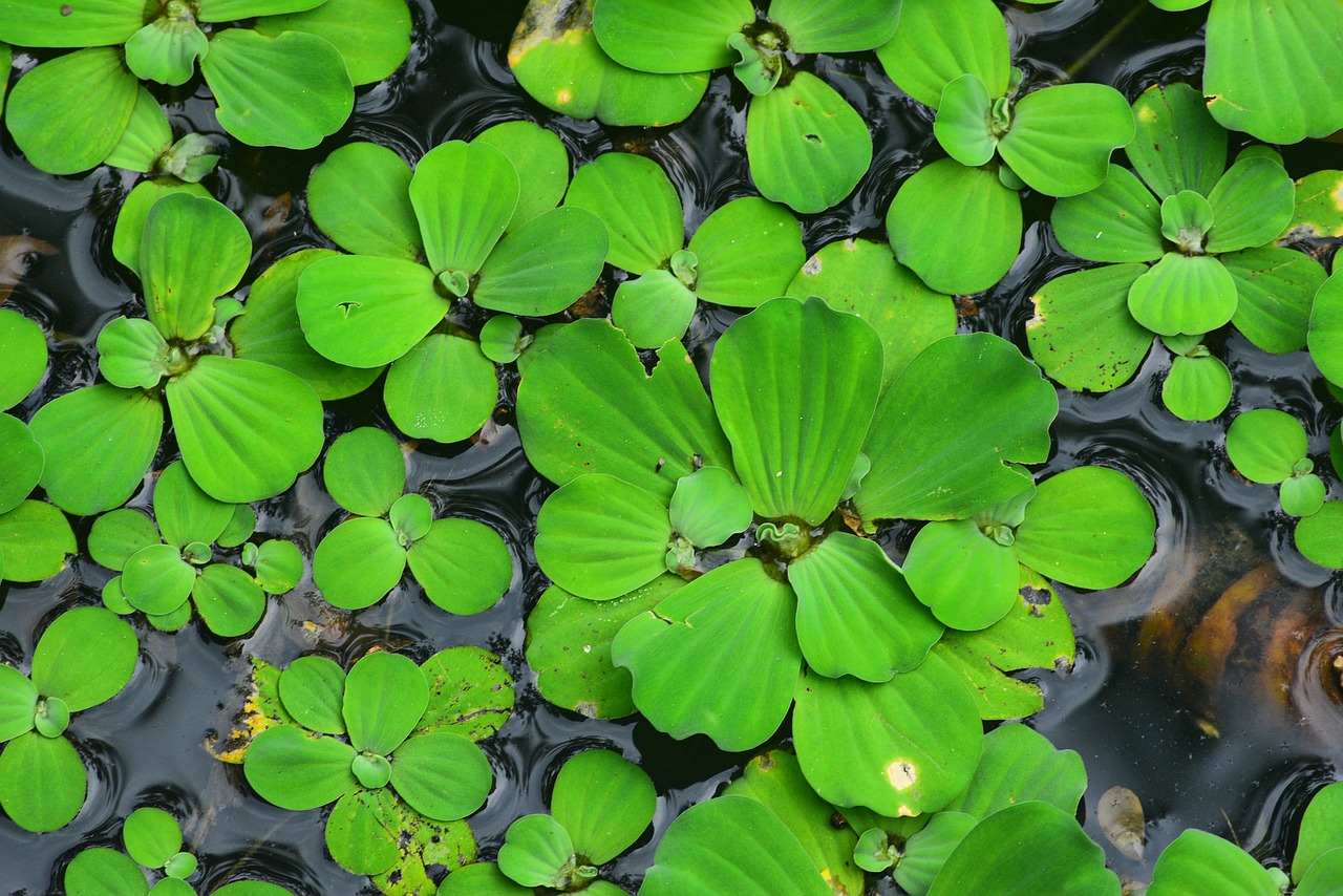 plant  aquatic plants  large 薸 free photo