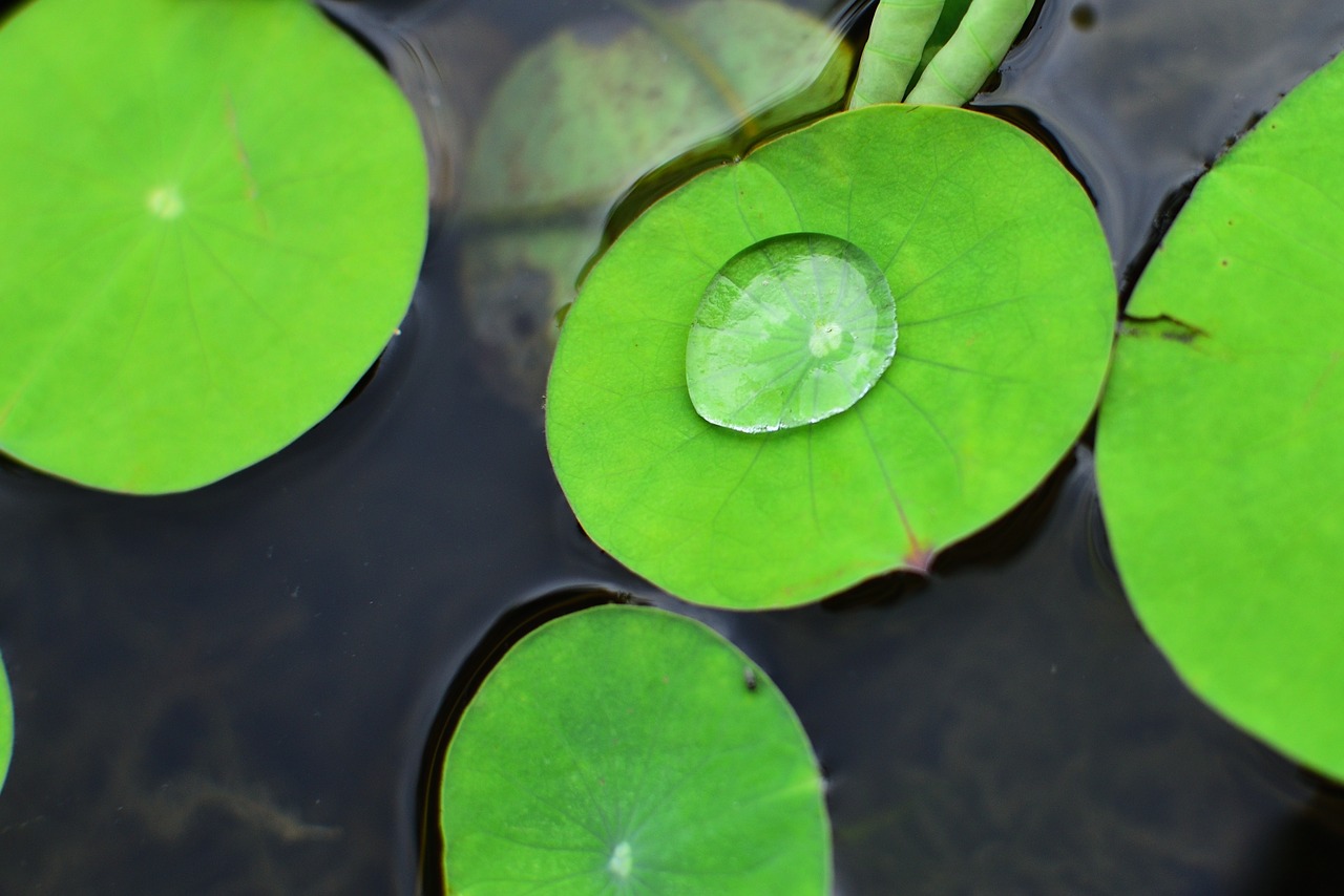 plant  aquatic plants  leaf free photo