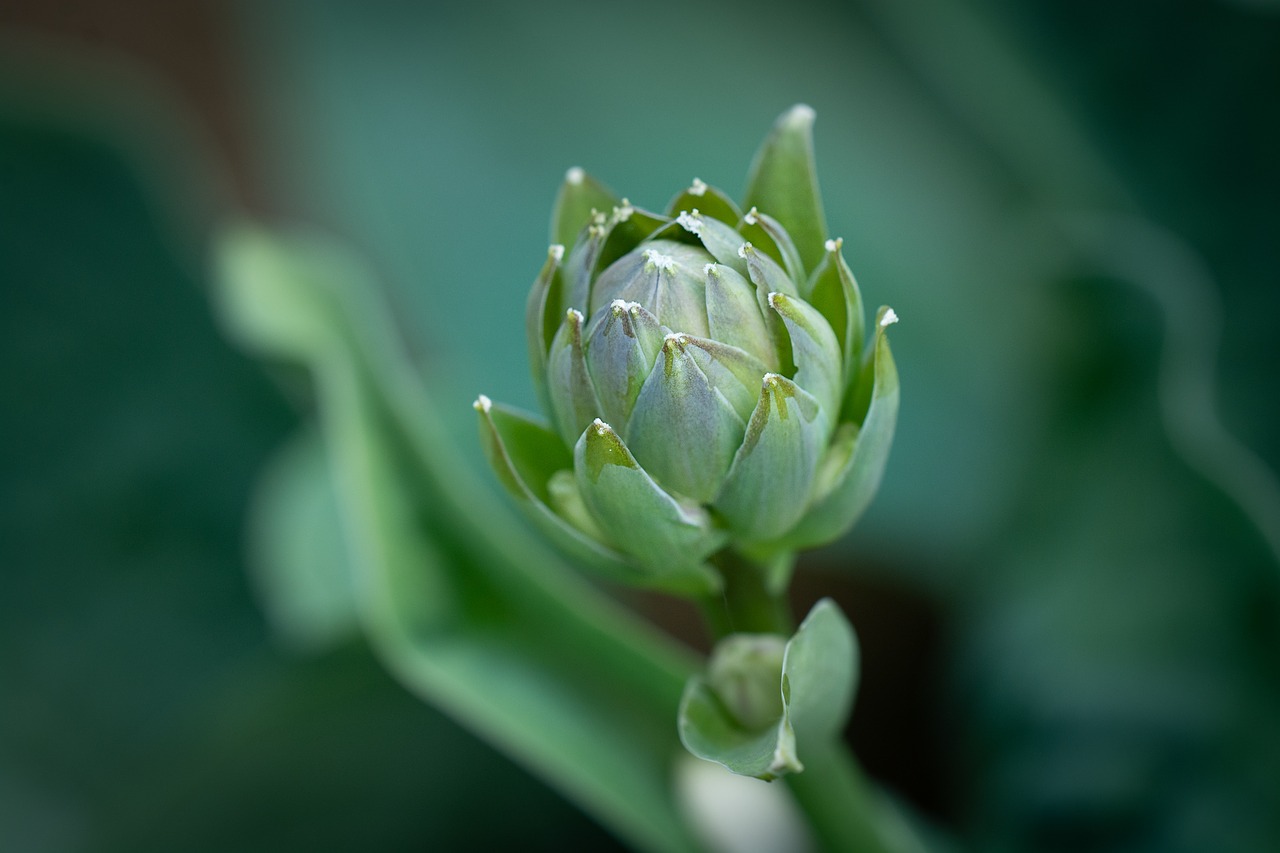 plant  bud  green free photo