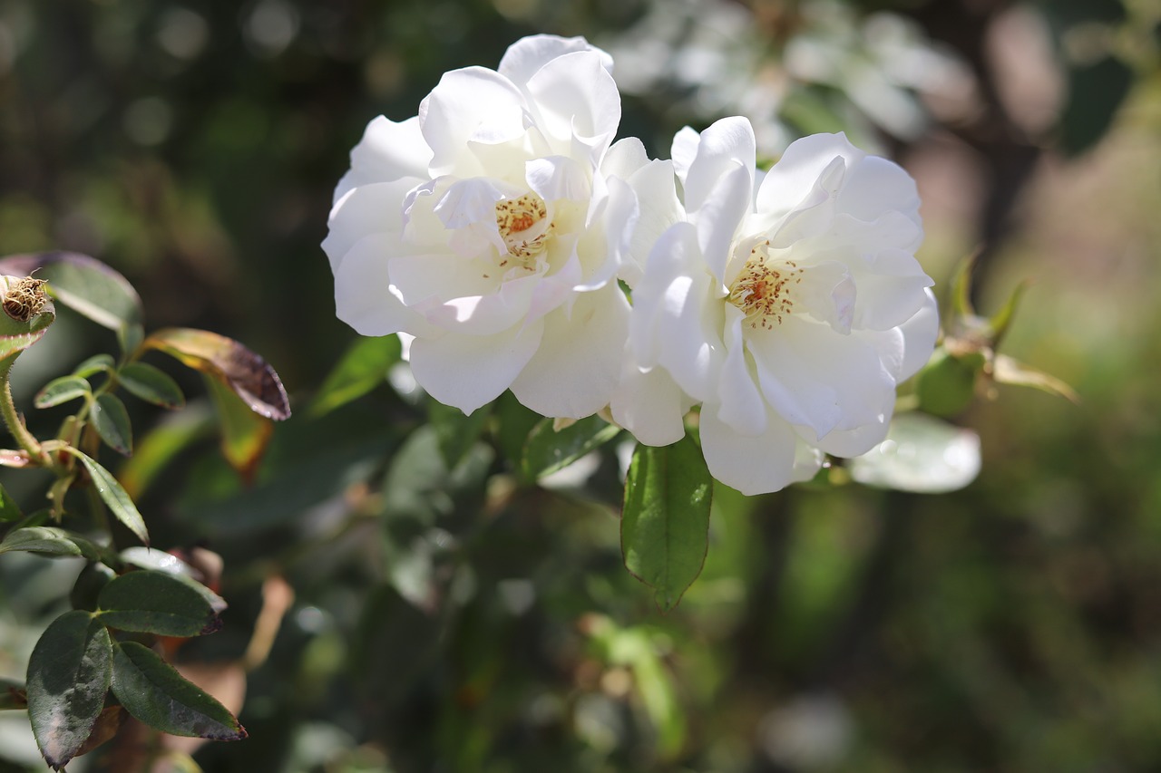 plant  flower  white free photo